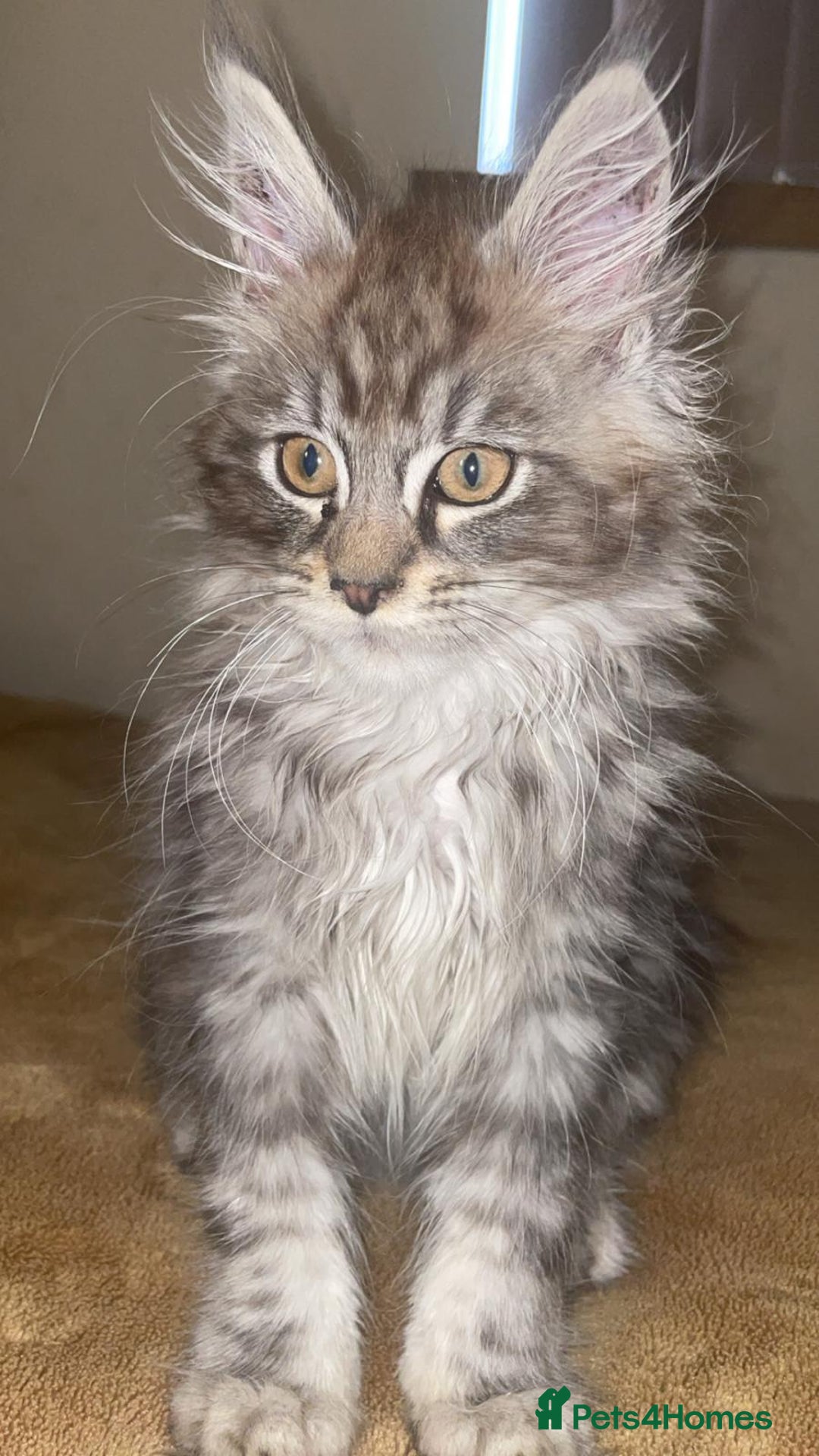 Maine Coon cats for sale: Beautiful male maine coon  - Image 1
