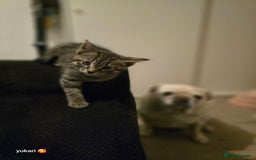 Mixed Breed cats for sale: Cute kittens ready for their new home - Advert 5