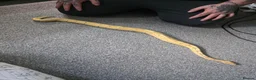 Snake reptiles for sale: 3 female 1 male  - Advert 15