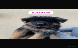 German Shepherd dogs for sale: KC reg GSD pups  - Image 3