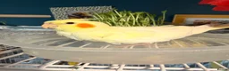 Cockatiels birds for sale: Beautiful hand-tame lutino Cockatiel  in Westbury - Advert 11