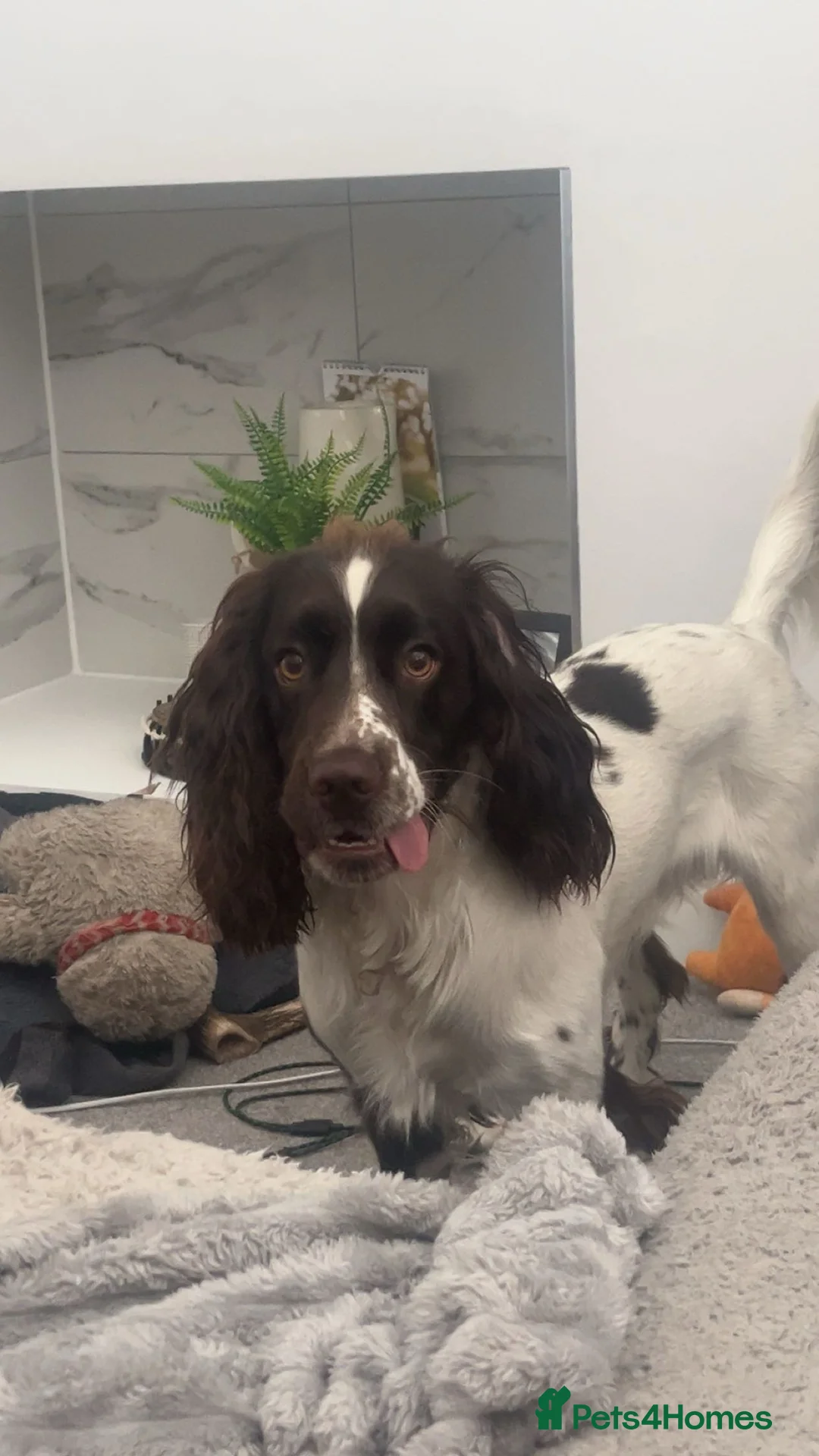 Sprocker dogs for stud: Rocket the sprocker spaniel stud - Advert 2