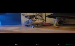 Domestic Shorthair cats for sale: Beautiful kittens need homes - Image 4