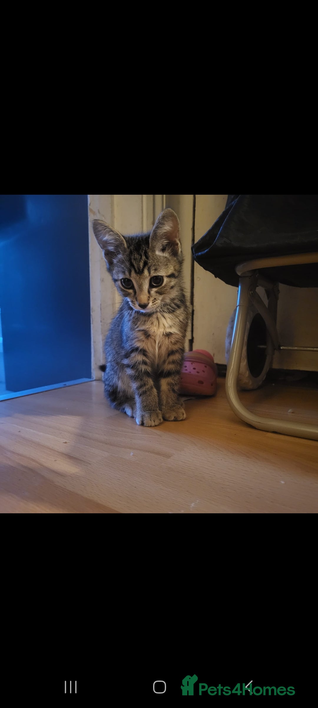 Domestic Shorthair cats for sale: Beautiful kittens need homes - Image 4