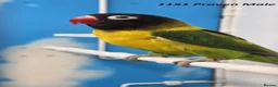 Lovebirds birds for sale: All MALE lovebird Age 4 to 6 Months - Advert 8