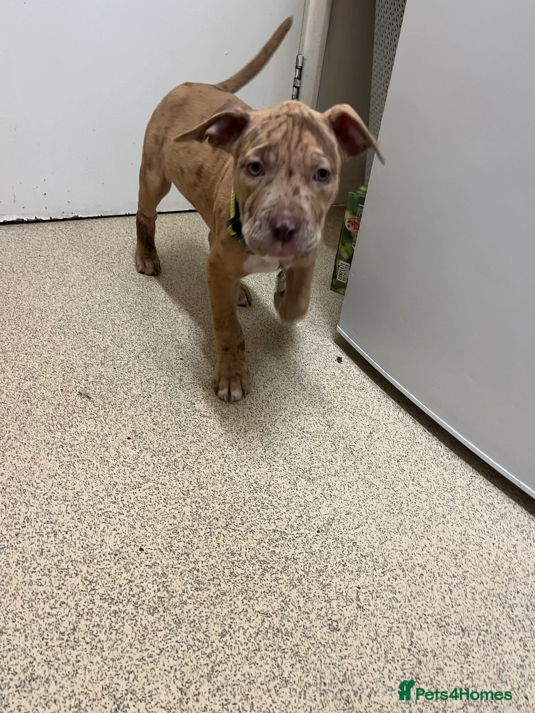 Bullmastiff dogs for sale: Pitbull Mastiff Pups  in London - Advert 15