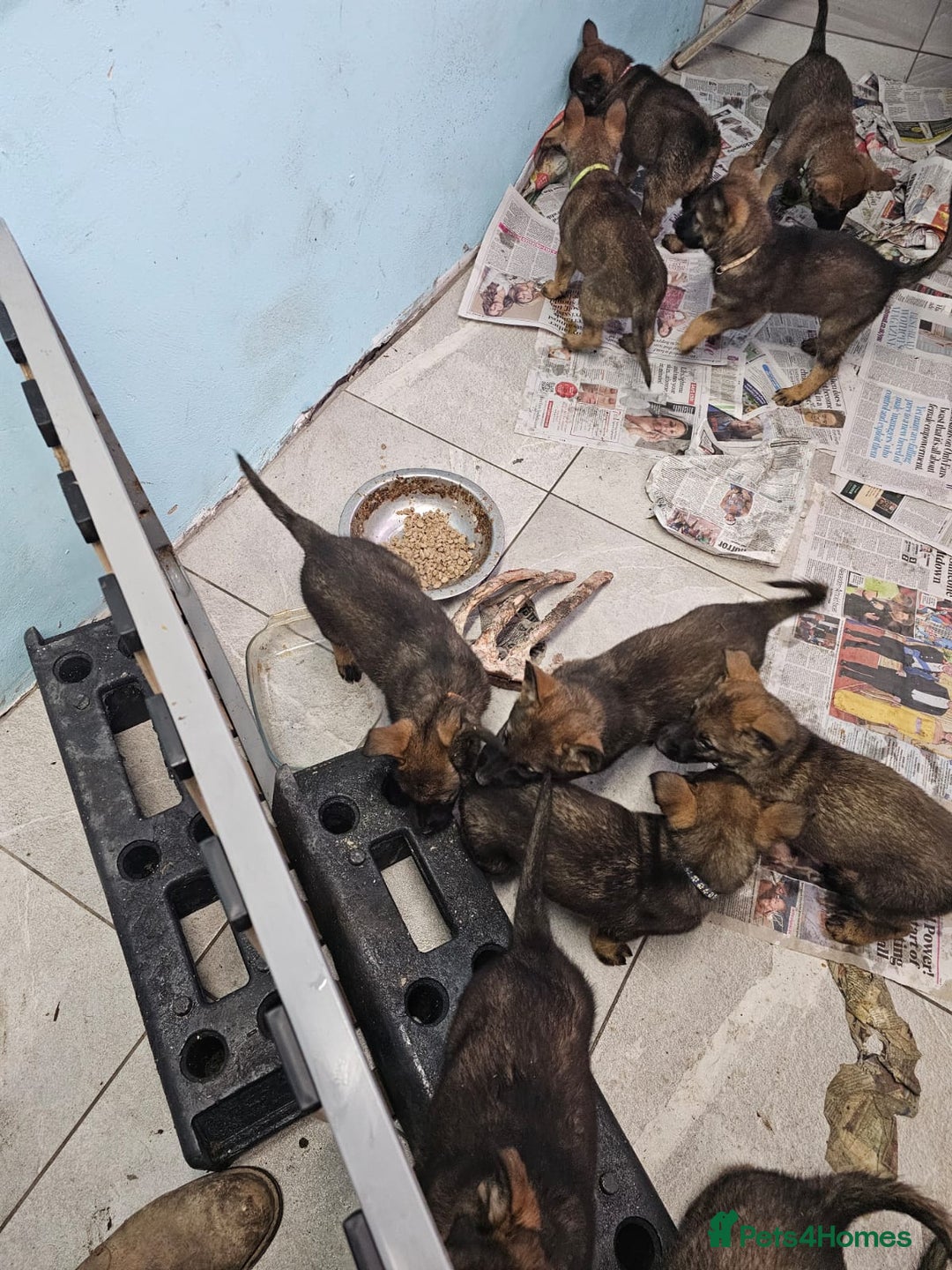 Belgian Shepherd Dog dogs for sale: Belgian malinois cross Czech Shepherd  - Advert 28