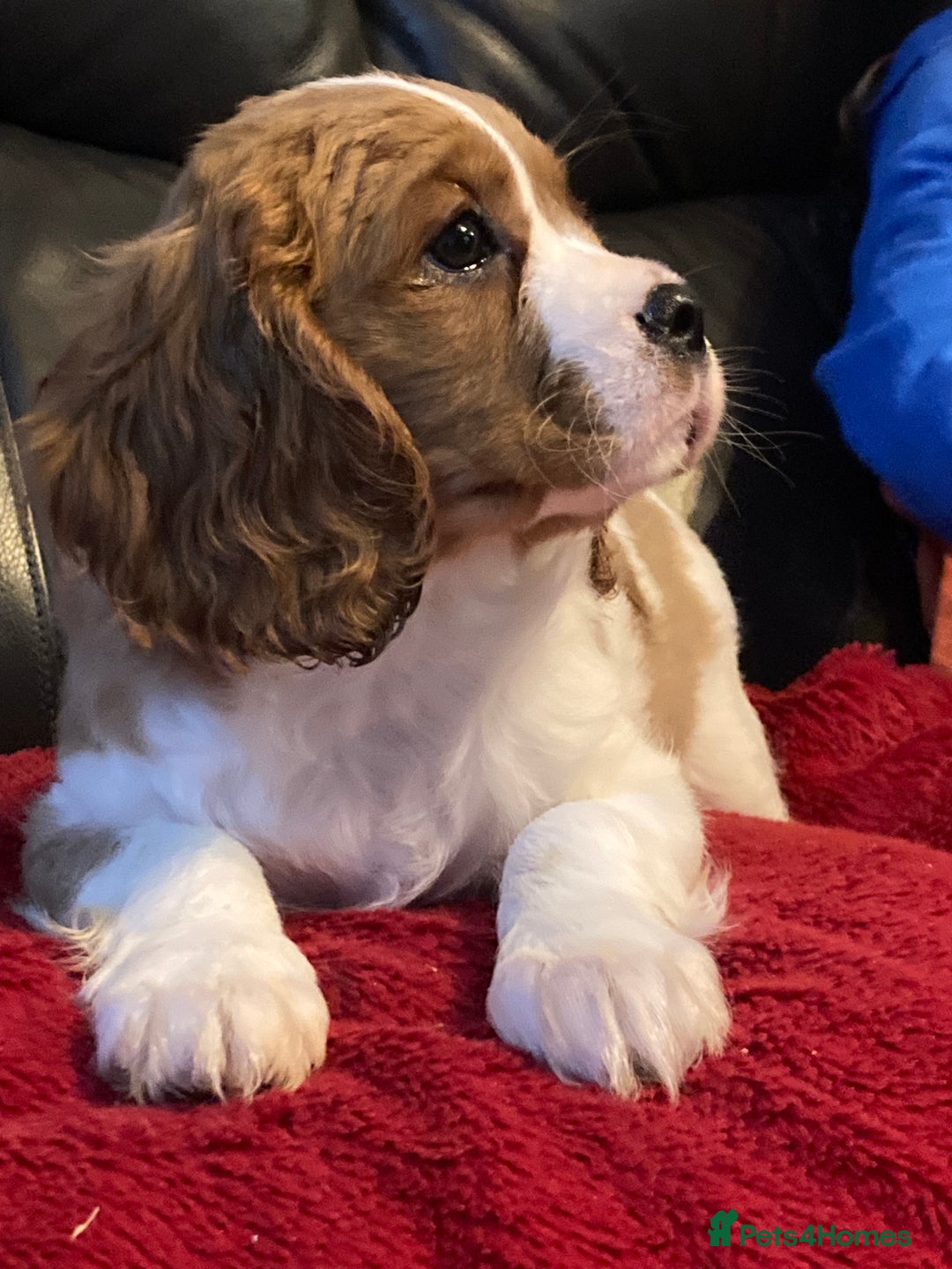 Cavalier King Charles Spaniel dogs for sale: Gorgeous cavalier puppies - Advert 3