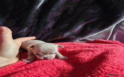 Chihuahua dogs for sale: Kc lilac small chihuahua  - Image 17