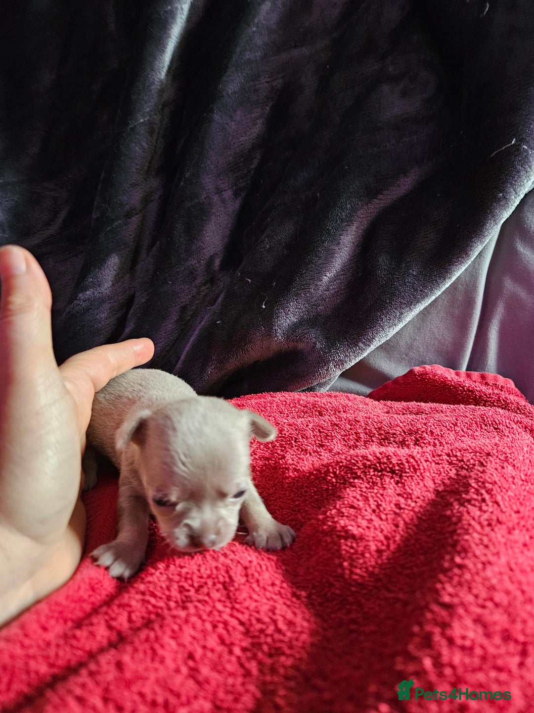 Chihuahua dogs for sale: Kc lilac small chihuahua  - Image 17