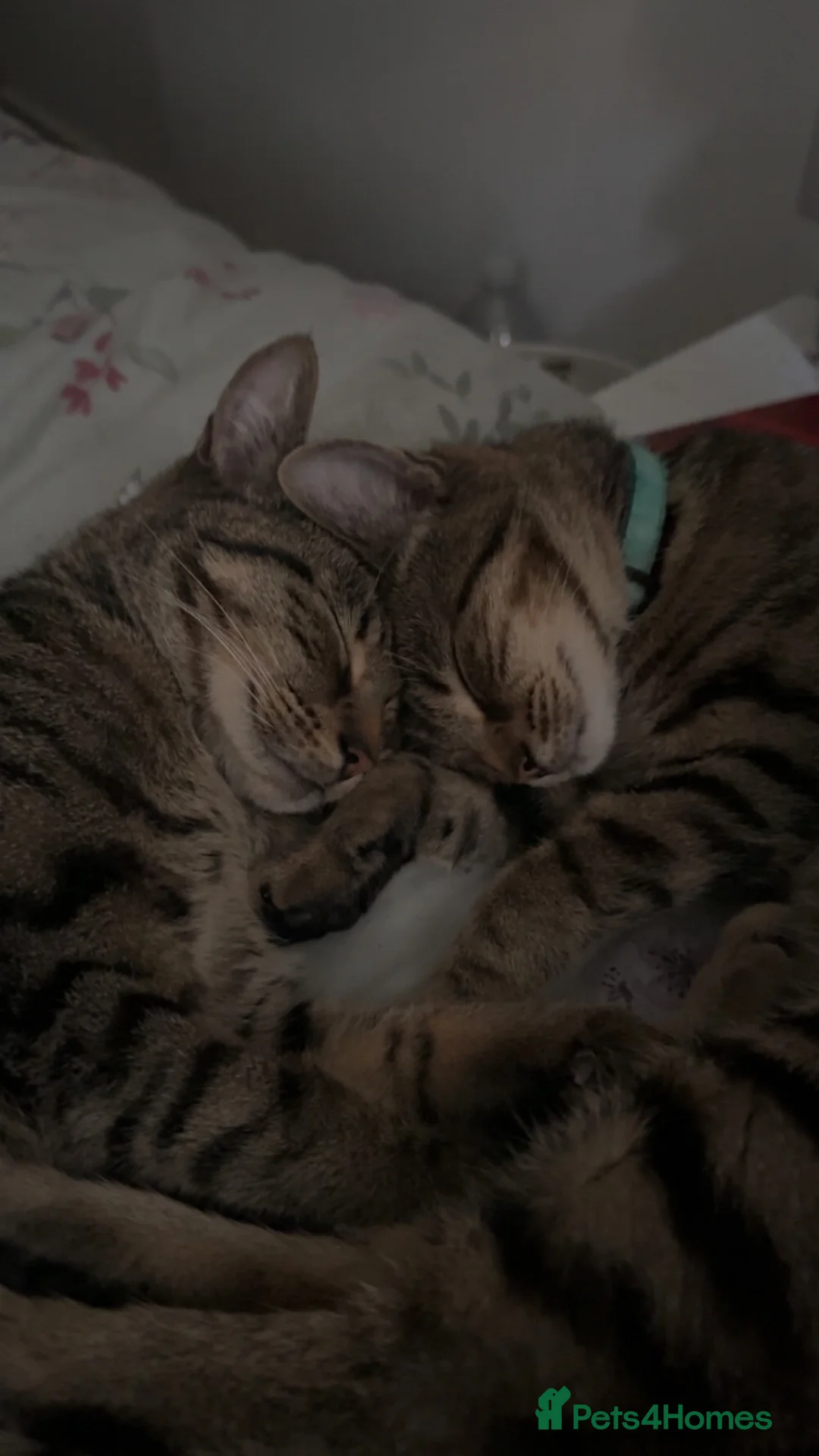 American Shorthair cats for sale: Mum and daughter cats to go together - Advert 9