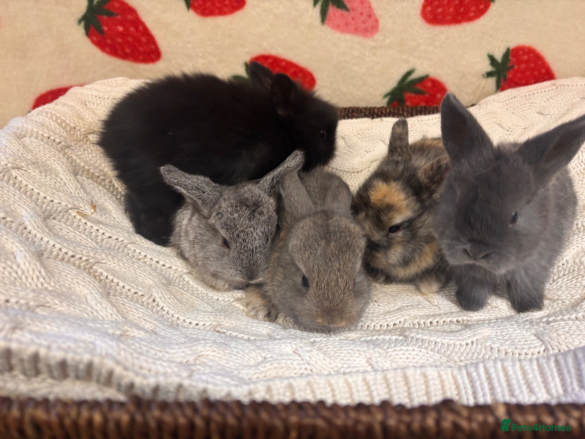 Mixed Breed rabbits for sale: Five beautiful Mini lops x English spot  - Advert 5