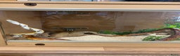 Corn Snake reptiles for sale: 10 years old comes with full set up - Advert 6