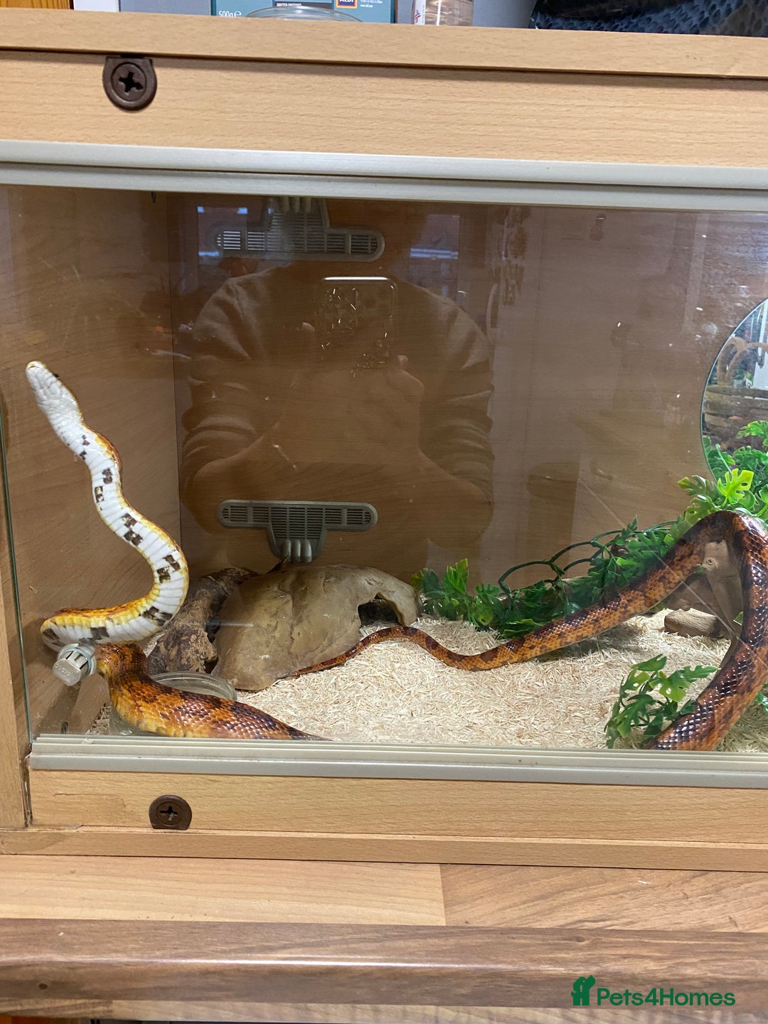 Corn Snake reptiles for sale: 10 years old comes with full set up - Advert 6