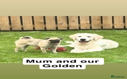 Mixed Breed dogs for sale: Beautiful Pug × Bichon Frise Puppies – Ready 08/12 - Advert 21