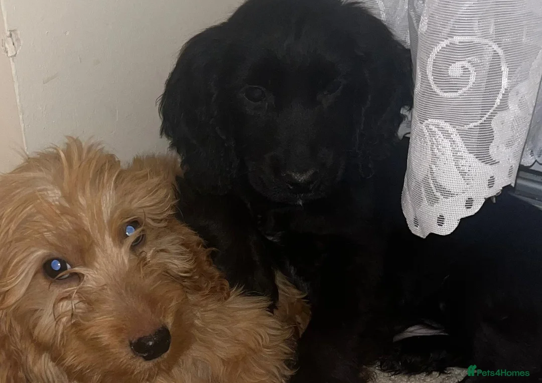 Cockapoo dogs for sale: Cockapoo  - Advert 4