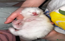 Domestic Shorthair cats for sale: One white female kitten. - Image 4