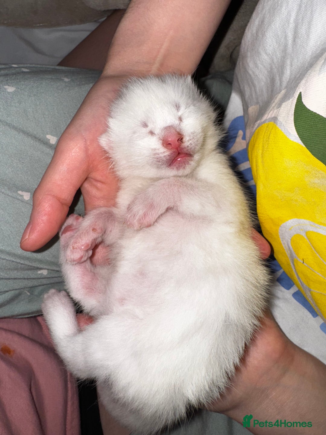 Domestic Shorthair cats for sale: One white female kitten. - Image 4