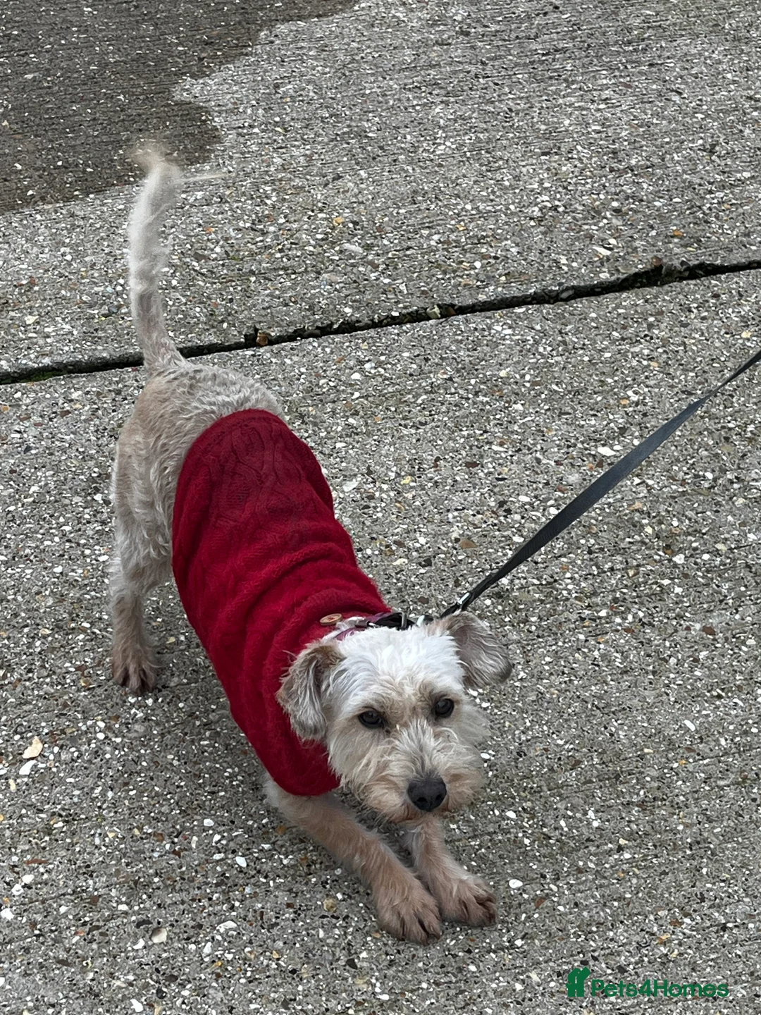 Mixed Breed dogs for sale: Terrier cross cockatoo - Advert 2