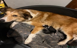 Border Collie dogs for sale: Border collie pups  - Image 8