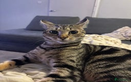 Domestic Shorthair cats for sale: Meet Lara & Tiger 🐾 - Image 4