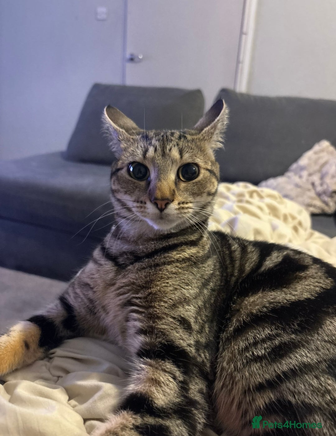 Domestic Shorthair cats for sale: Meet Lara & Tiger 🐾 - Image 4