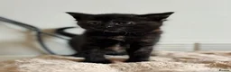 Domestic Shorthair cats for sale: 2 calico female kittens ready to reserve  - Advert 19
