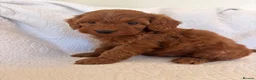 Cockapoo dogs for sale: LICENSED BREEDER QUALITY COCKAPOO PUPPIES  - Advert 15