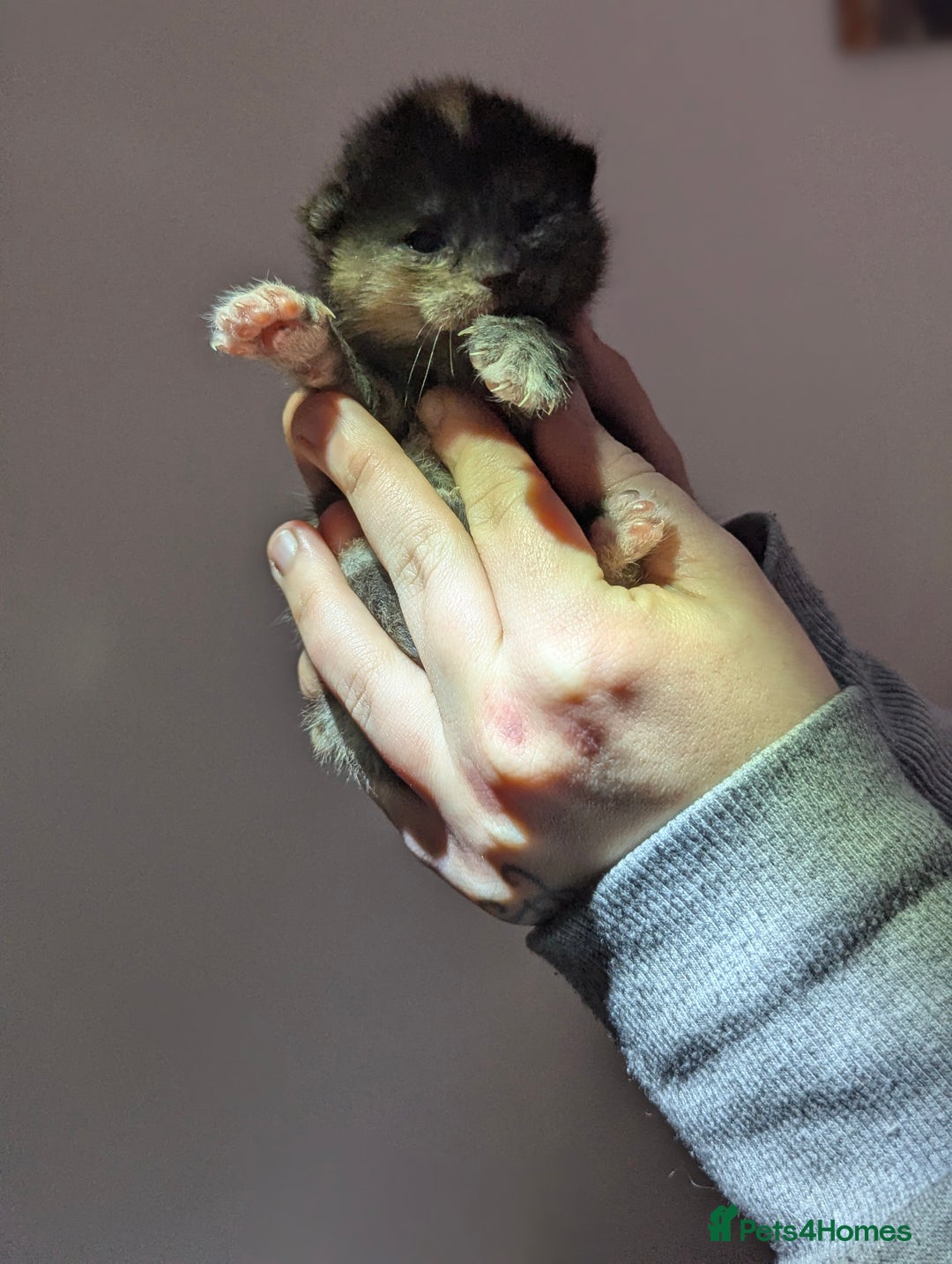 Maine Coon cats for sale: 2 week old kittens - Advert 10