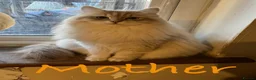 Siberian cats for sale: ❤️6 Beautiful Neva Masquerade x Ragdoll Kittens ❤️ - Advert 3