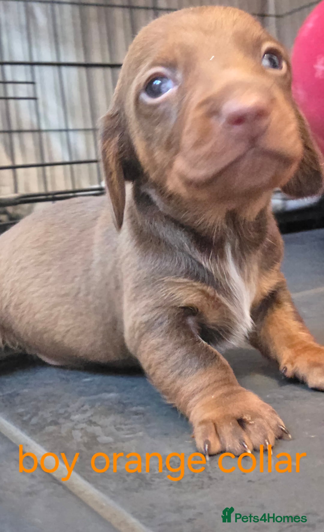 Dachshund dogs for sale: Dachshund  - Advert 23