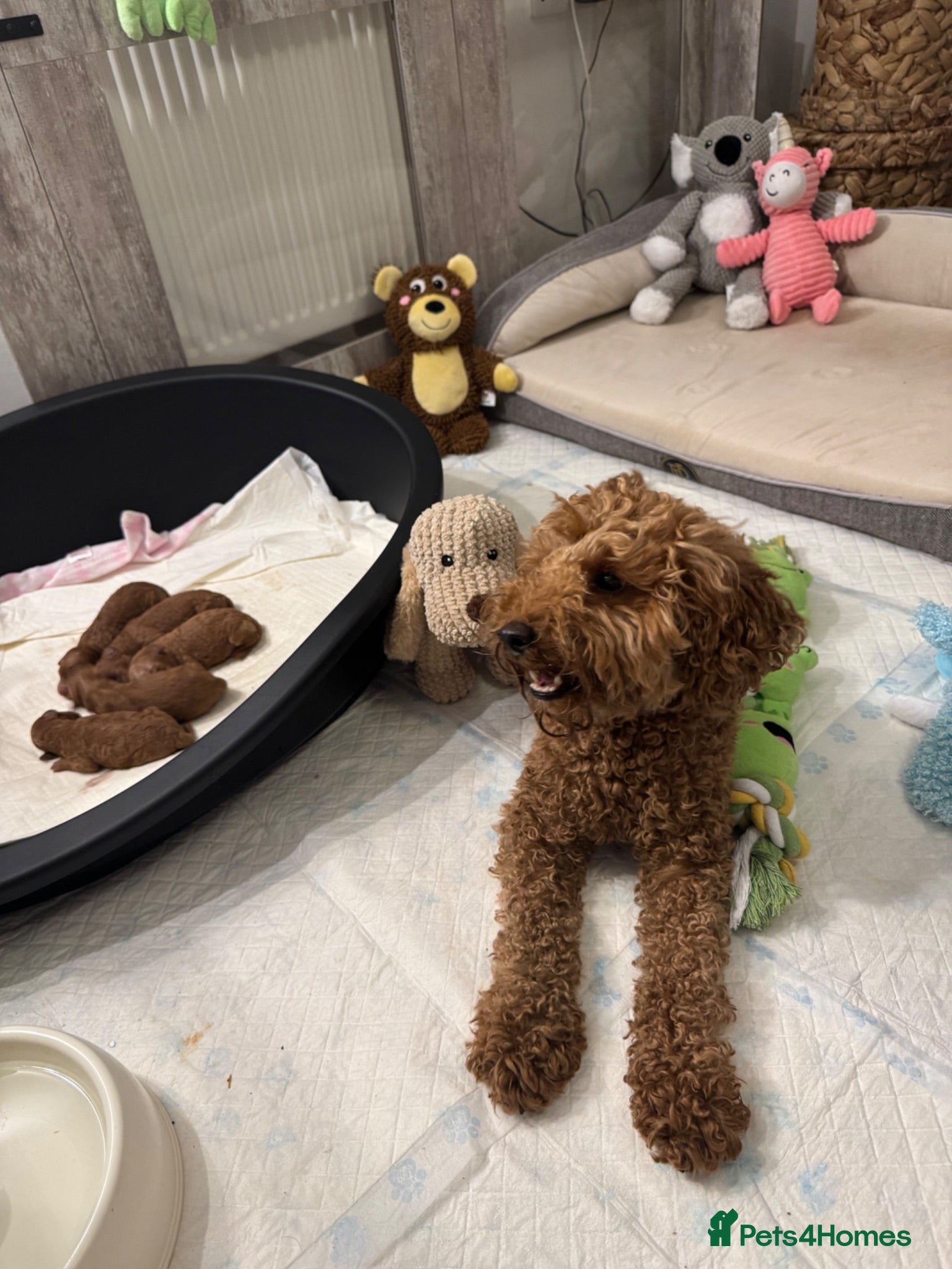Toy Poodle dogs Absolutely gorgeous puppies 🐶  - Advert 2