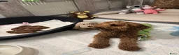 Toy Poodle dogs for sale: Absolutely gorgeous puppies 🐶  - Advert 1