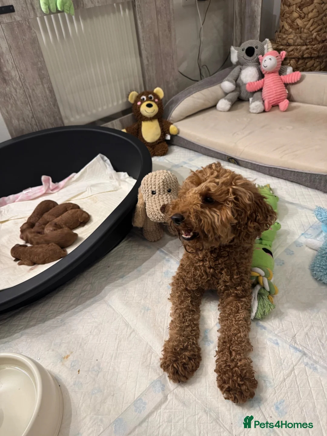 Toy Poodle dogs for sale: Absolutely gorgeous puppies 🐶  - Advert 1