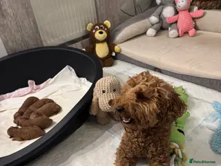 Toy Poodle dogs Absolutely gorgeous puppies 🐶 - Advert 3