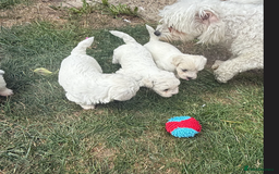 Maltese dogs for sale: Maltese Bichon Puppies Ready to Melt Your Heart! - Image 2