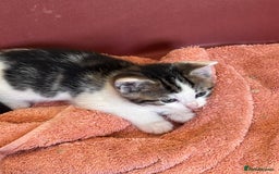 Mixed Breed cats for sale: Kittens seeking 5⭐️ forever homes - Image 4