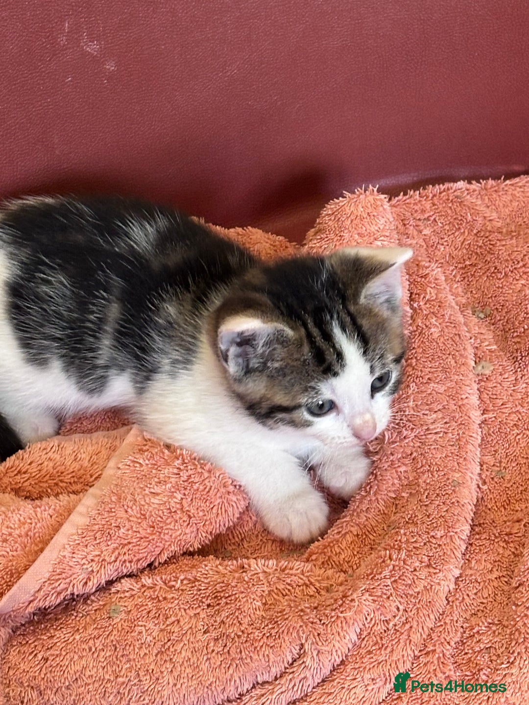 Mixed Breed cats for sale: Kittens seeking 5⭐️ forever homes - Image 4