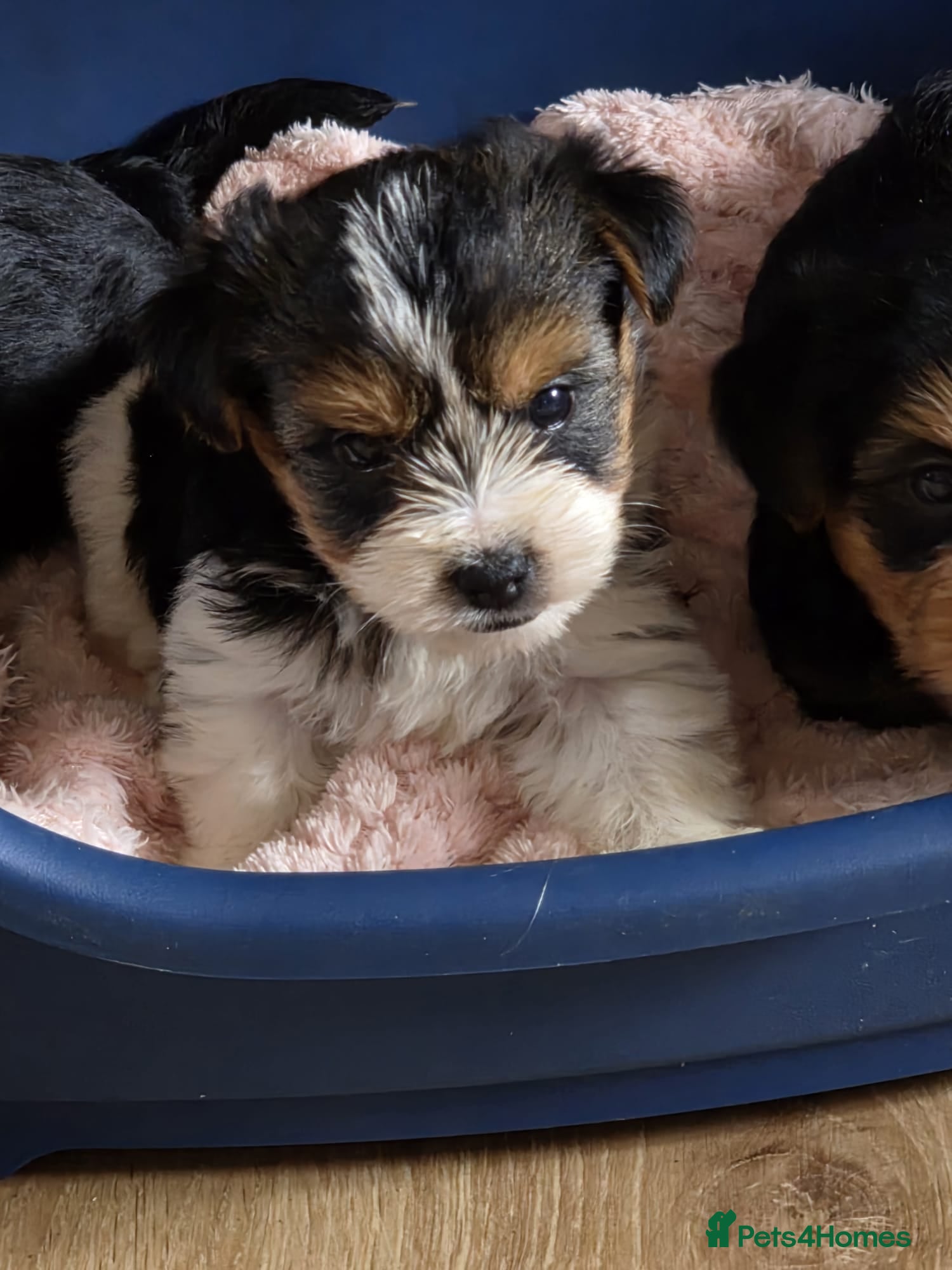 Yorkshire Terrier dogs Puppy  - Advert 1