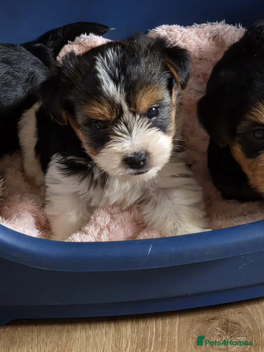Yorkshire Terrier dogs for sale: Puppy  - Advert 1