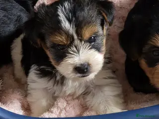 Yorkshire Terrier dogs Puppy - Advert 1