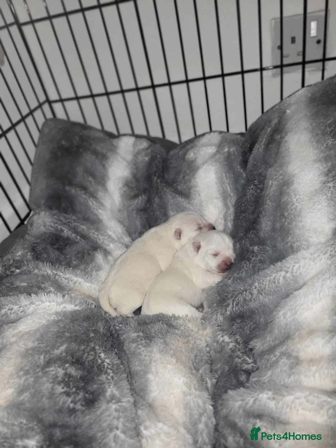 West Highland Terrier dogs for sale: Beautiful Westie girls - Advert 1
