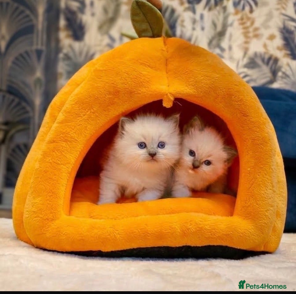 Ragdoll cats 🏆 GRAND CHAMPION SIRED • GCCF RAGDOLL KITTENS 🏆 - Advert 4