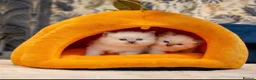 Ragdoll cats for sale: 🏆 GRAND CHAMPION SIRED • GCCF RAGDOLL KITTENS 🏆 - Advert 1