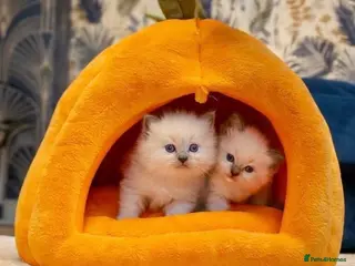 Ragdoll cats 🏆RAGDOLL KITTENS • GCCF GRAND CHAMPION SIRED🏆 - Advert 1