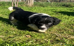 Mixed Breed dogs for sale: ⚫️ Well-natured, healthy Sprollies ⚪️ - Image 11