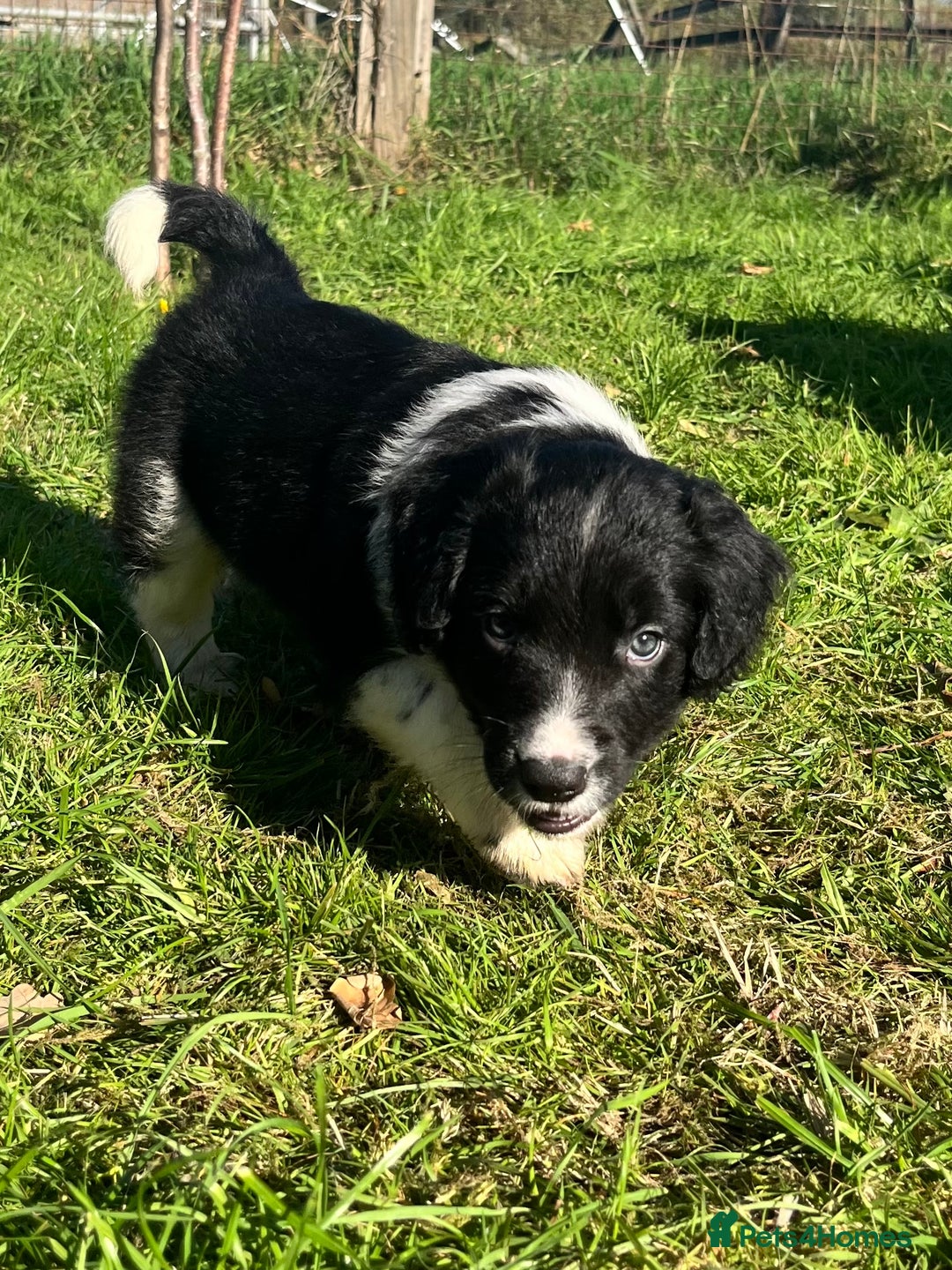 Mixed Breed dogs for sale: ⚫️ Well-natured, healthy Sprollies ⚪️ - Image 11