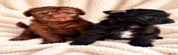 Mixed Breed dogs for sale: Italianpoo in Hartlepool - Advert 5