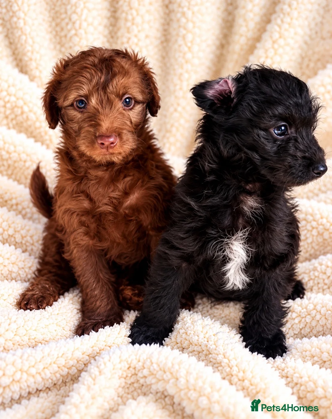 Mixed Breed dogs for sale: Italianpoo in Hartlepool - Advert 5