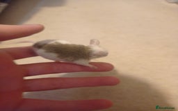 Mouse rodents for sale: Baby African Soft Fur mice - Image 3